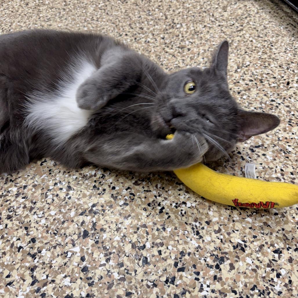 Enlarge Wolfie, a Adoptable Domestic Short Hair in Middleburg Heights , OH image 3/6