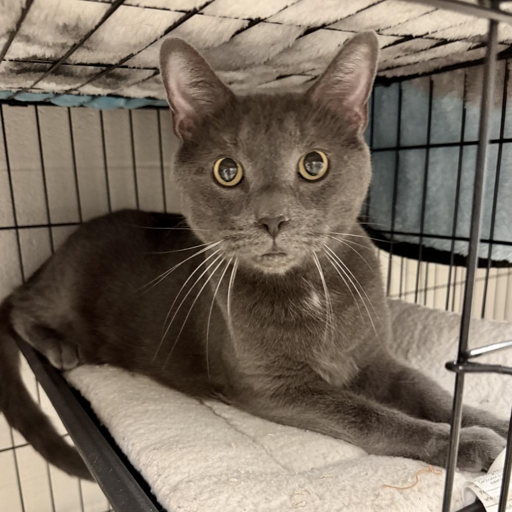 Enlarge Wolfie, a Adoptable Domestic Short Hair in Middleburg Heights , OH image 4/6