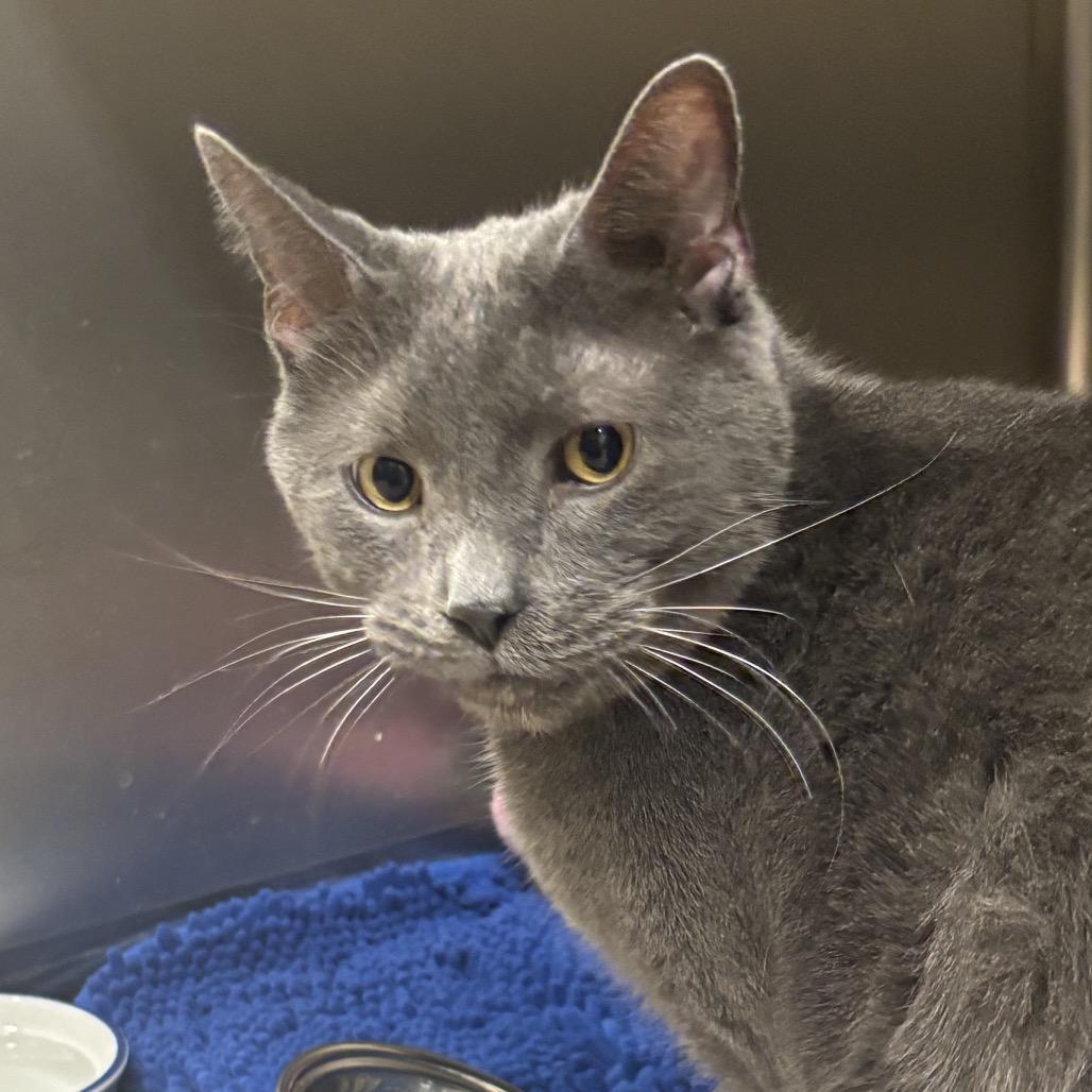 Enlarge Wolfie, a Adoptable Domestic Short Hair in Middleburg Heights , OH image 5/6