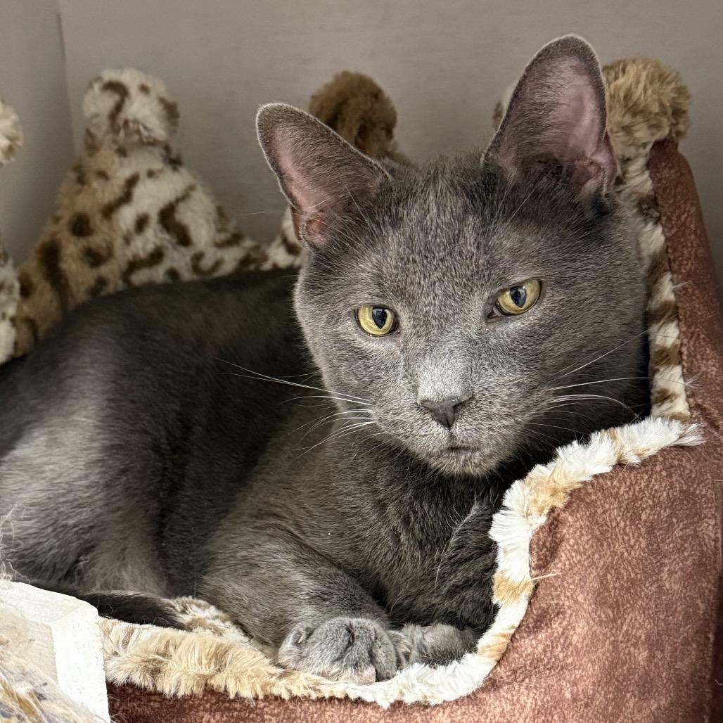 Enlarge Wolfie, a Adoptable Domestic Short Hair in Middleburg Heights , OH image 6/6