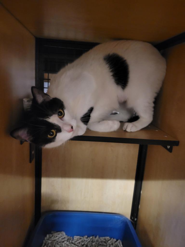 Evy, Adoptable, Young Female Domestic Short Hair.