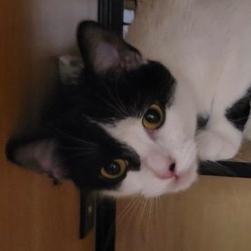 Evy, Adoptable, Young Female Domestic Short Hair.