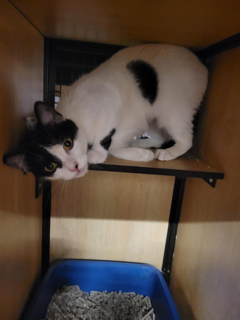 Enlarge Evy, a Adoptable mixed breed in New York, NY image 2/3