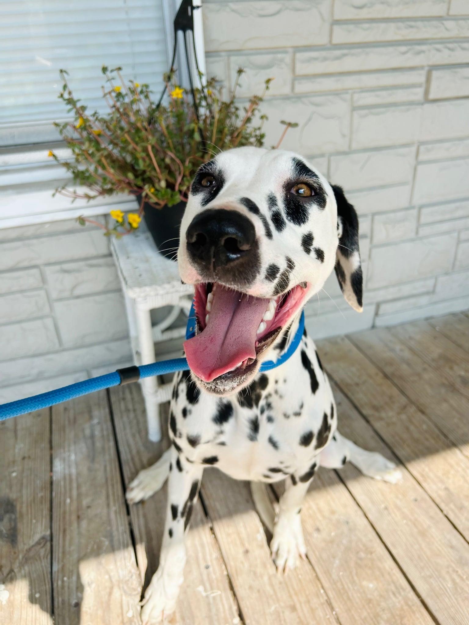 Enlarge Dottie, a Adoptable mixed breed in Baltimore, MD image 4/6