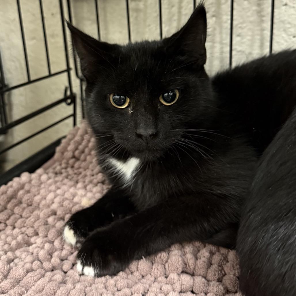 Enlarge Locket, a Adoptable Domestic Short Hair in Middleburg Heights , OH image 1/2