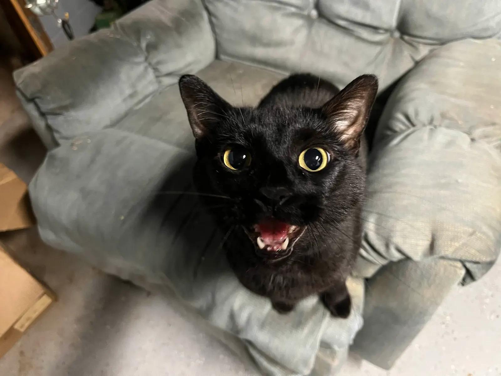 Gracie, Adoptable, Adult Female Domestic Short Hair.