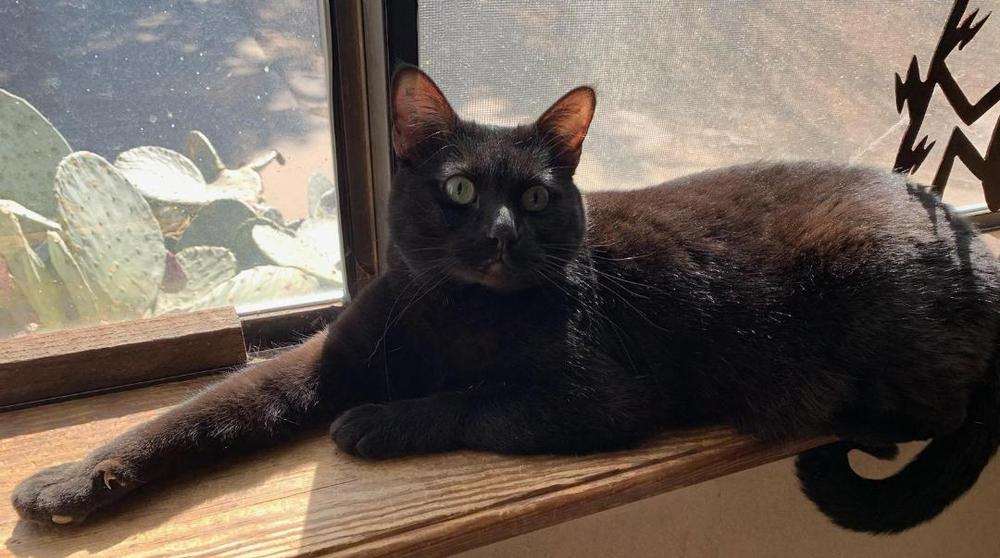 Kristine's Nikki, a Adoptable mixed breed in Los Lunas, NM image 1/4