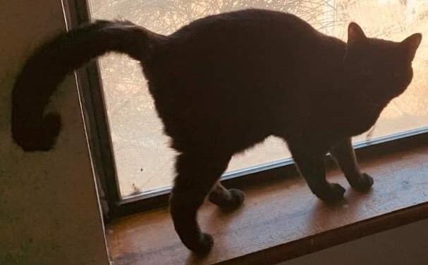 Kristine's Nikki, a Adoptable mixed breed in Los Lunas, NM image 2/4