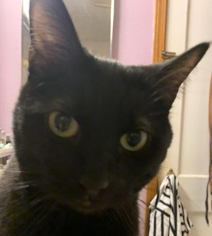 Kristine's Nikki, a Adoptable mixed breed in Los Lunas, NM image 3/4