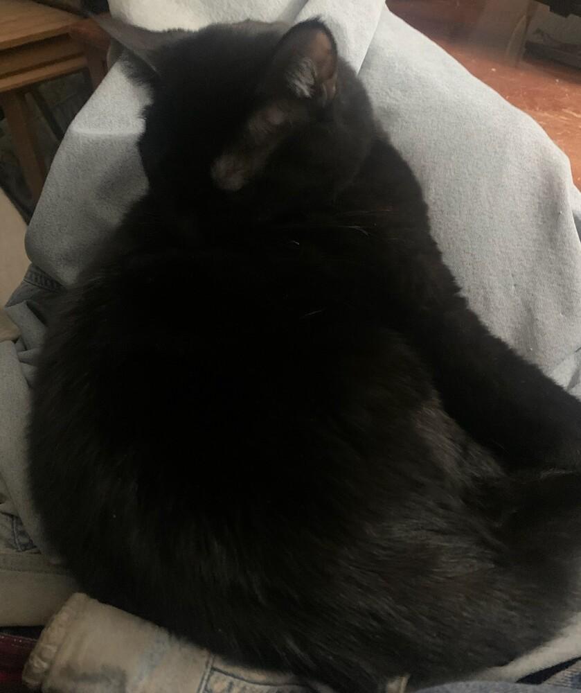 Kristine's Nikki, a Adoptable mixed breed in Los Lunas, NM image 4/4