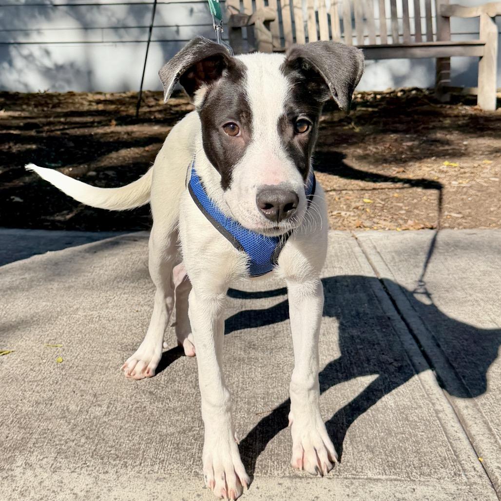 Haymitch, a Adoptable mixed breed image 1/6