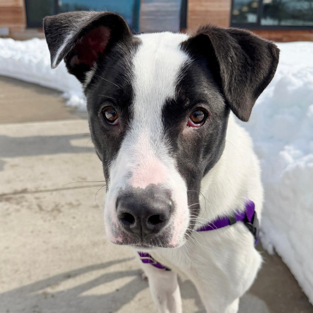Haymitch, Adoptable, Young Male Labrador Retriever.