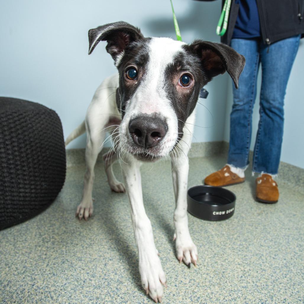 Haymitch, a Adoptable mixed breed image 2/6