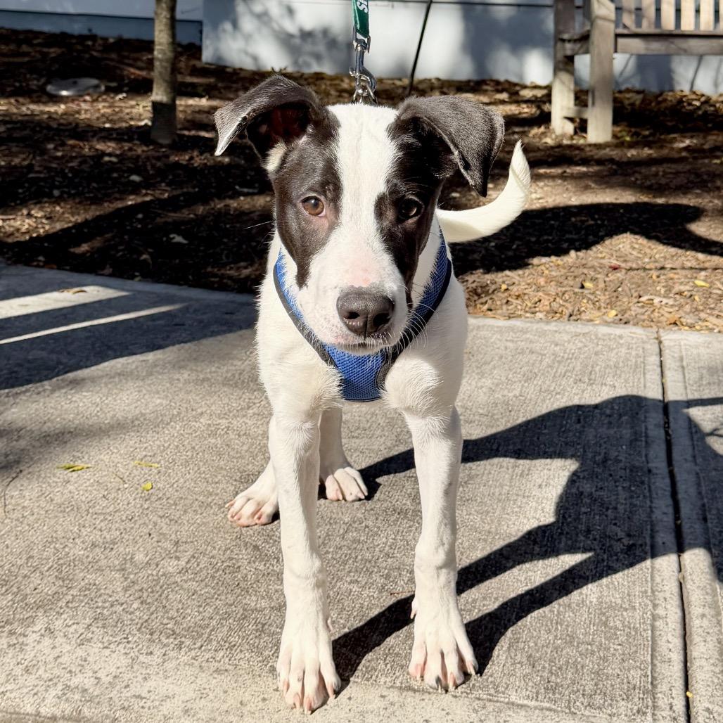 Haymitch, a Adoptable mixed breed image 3/6