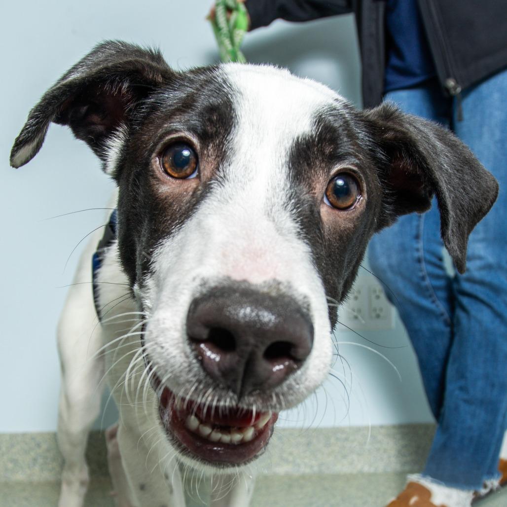 Haymitch, a Adoptable mixed breed image 4/6