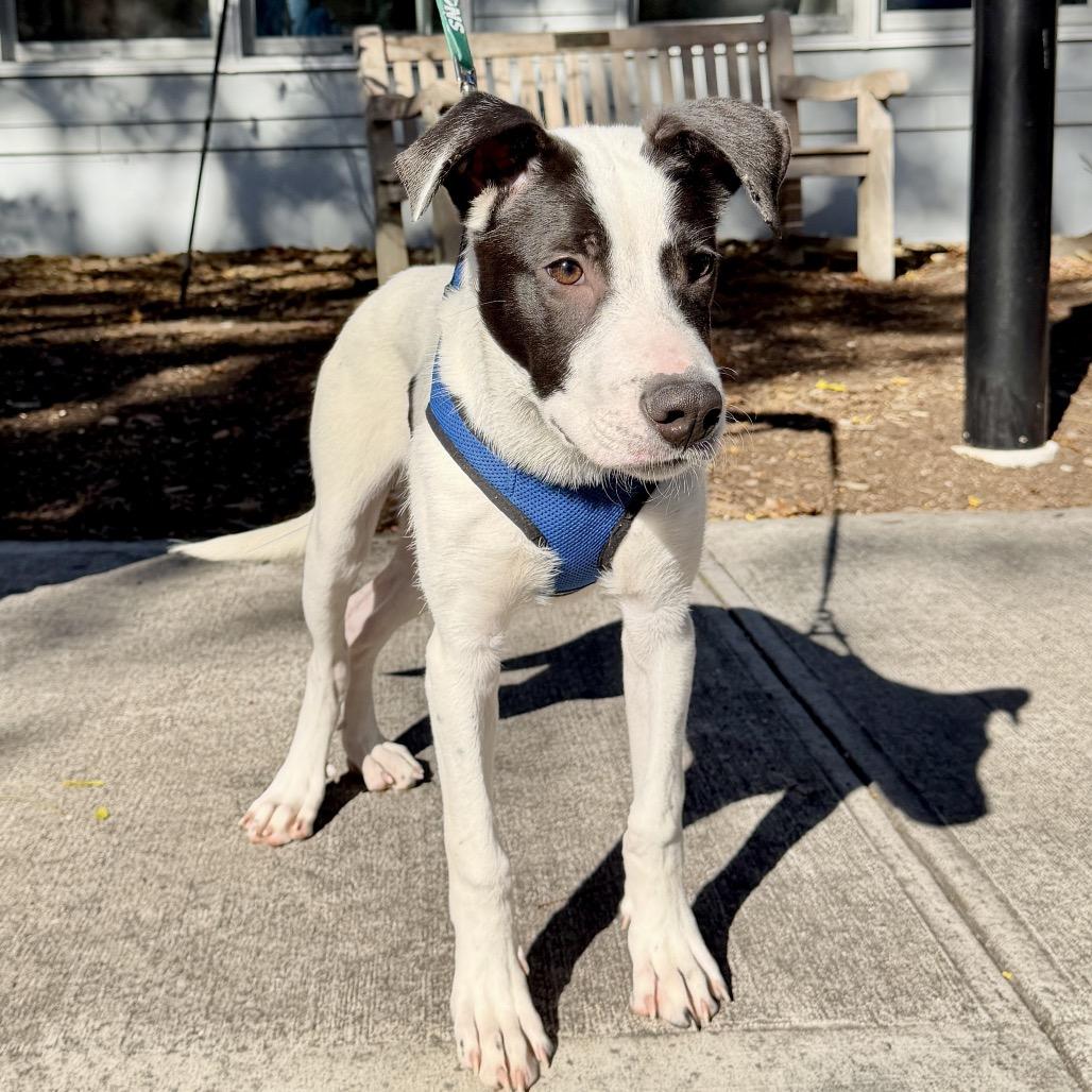 Haymitch, a Adoptable mixed breed image 5/6