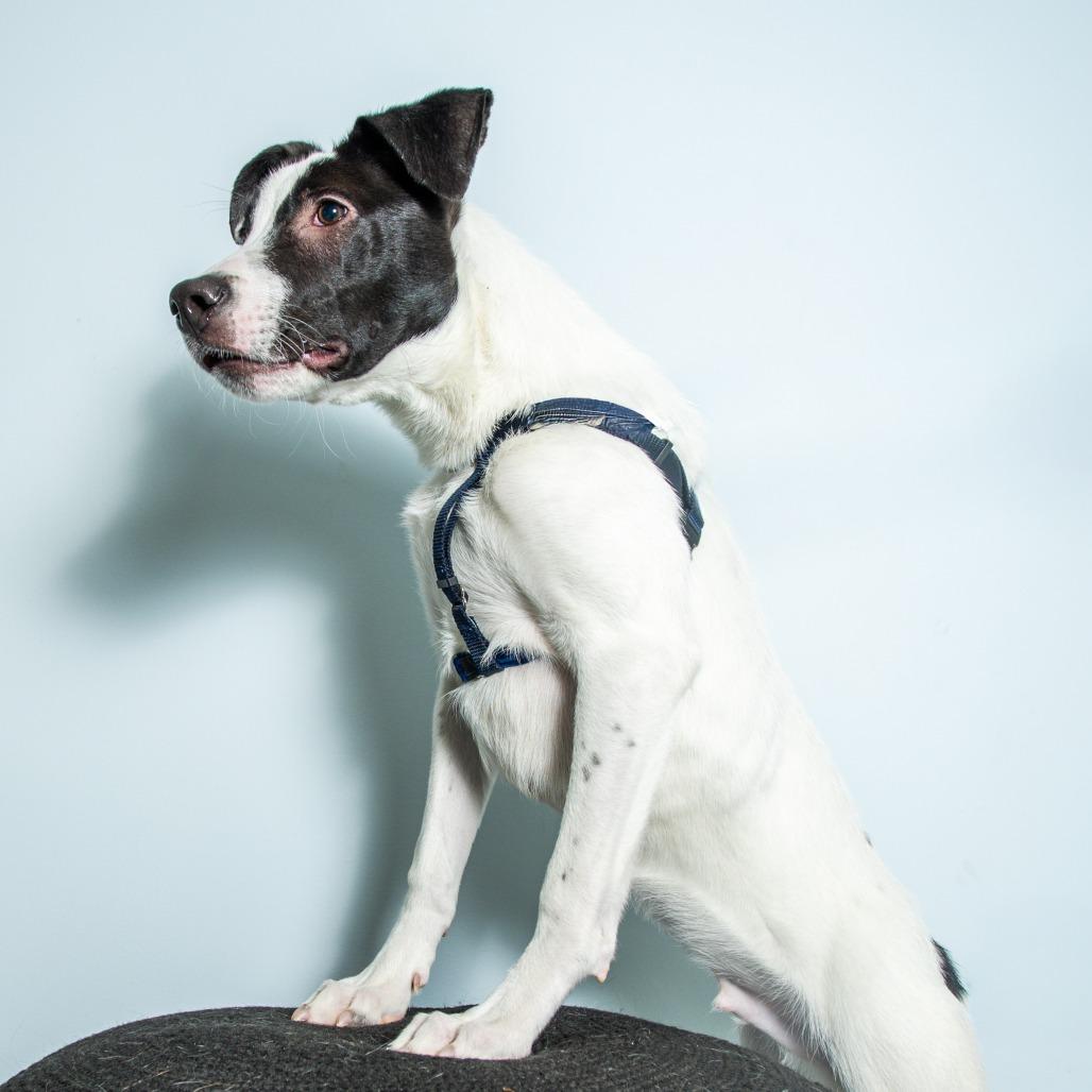 Haymitch, a Adoptable mixed breed image 6/6