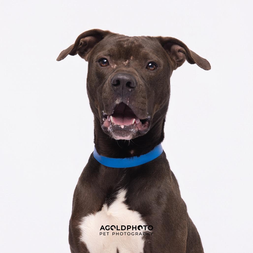 Steve, Adoptable, Adult Male Terrier & Terrier.