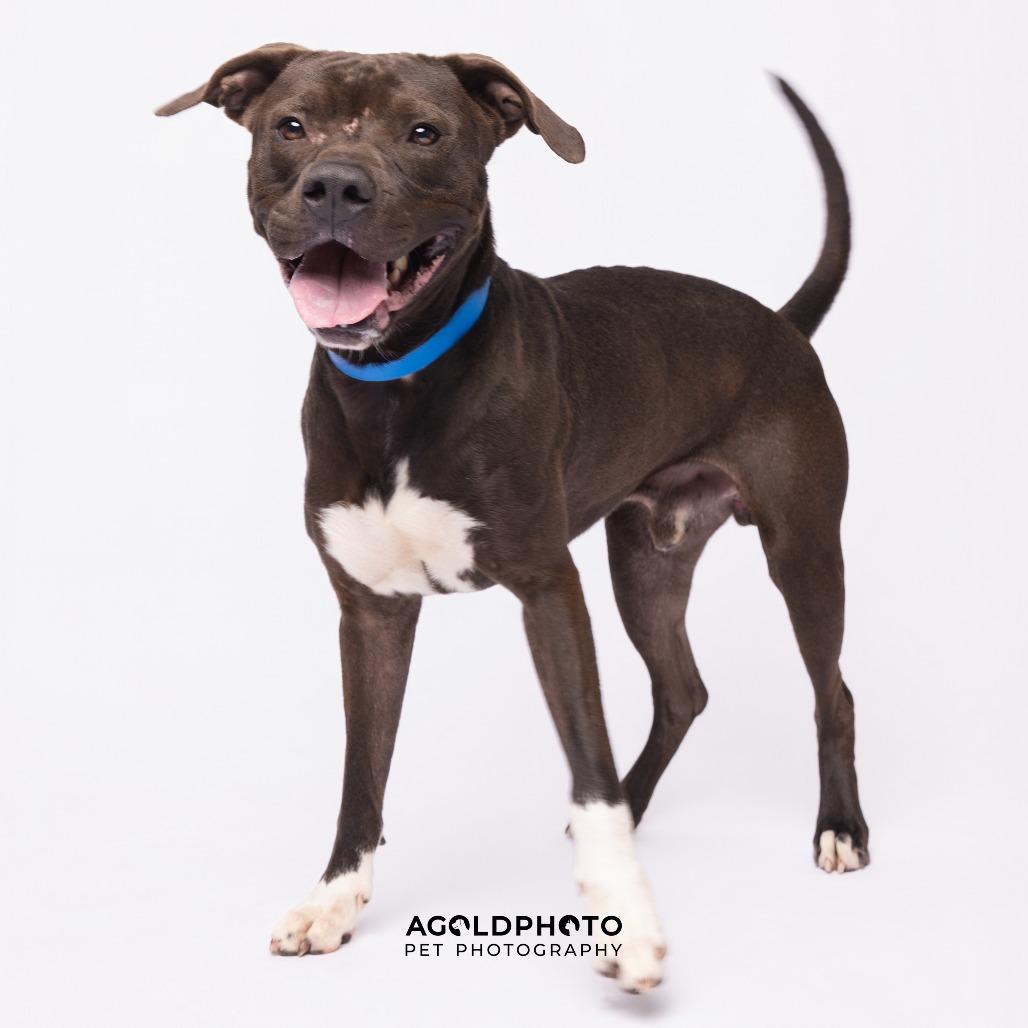 Enlarge Steve, a Adoptable mixed breed in Tampa, FL image 2/4
