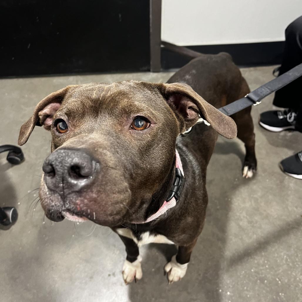 Enlarge Steve, a Adoptable mixed breed in Tampa, FL image 3/4