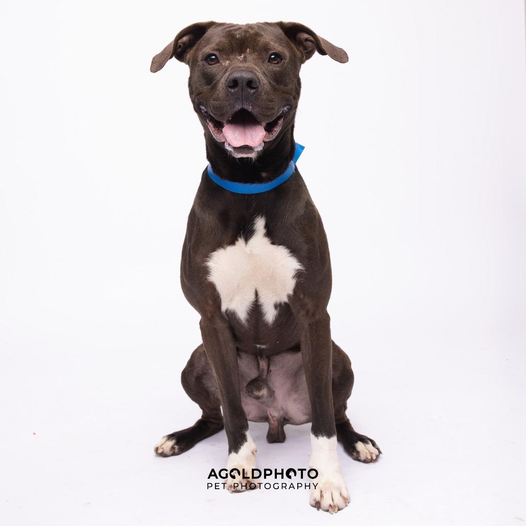 Enlarge Steve, a Adoptable mixed breed in Tampa, FL image 4/4