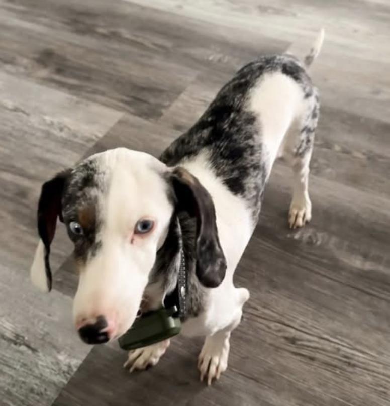 Enlarge Roo, a Adoptable Dachshund in Arlington, TX image 1/6