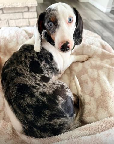 Roo, Adoptable, Young Male Dachshund.