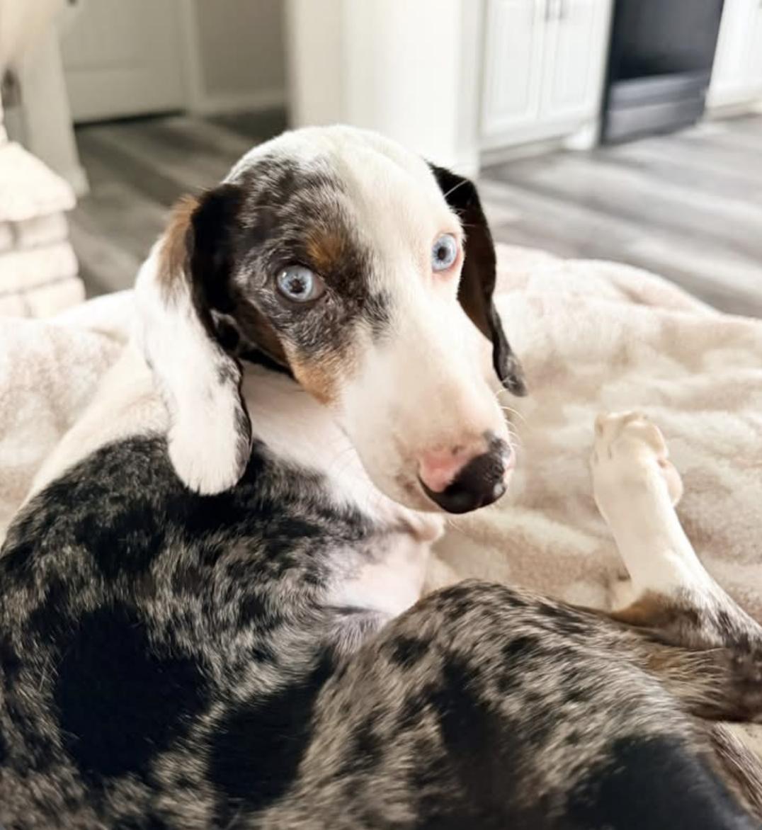 Enlarge Roo, a Adoptable Dachshund in Arlington, TX image 3/6