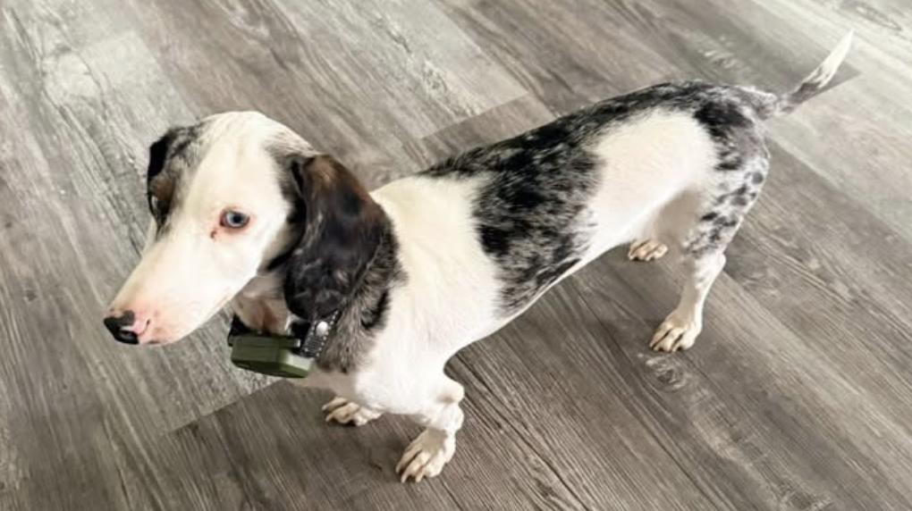Enlarge Roo, a Adoptable Dachshund in Arlington, TX image 4/6