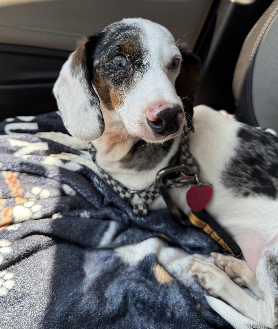 Enlarge Roo, a Adoptable Dachshund in Arlington, TX image 5/6