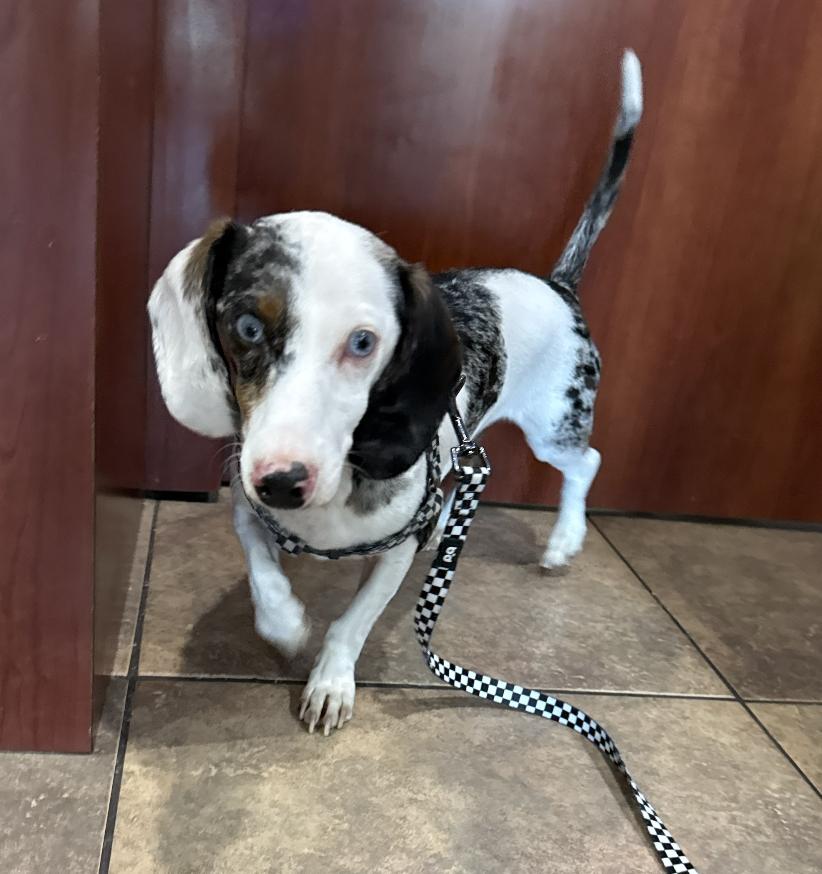 Enlarge Roo, a Adoptable Dachshund in Arlington, TX image 6/6