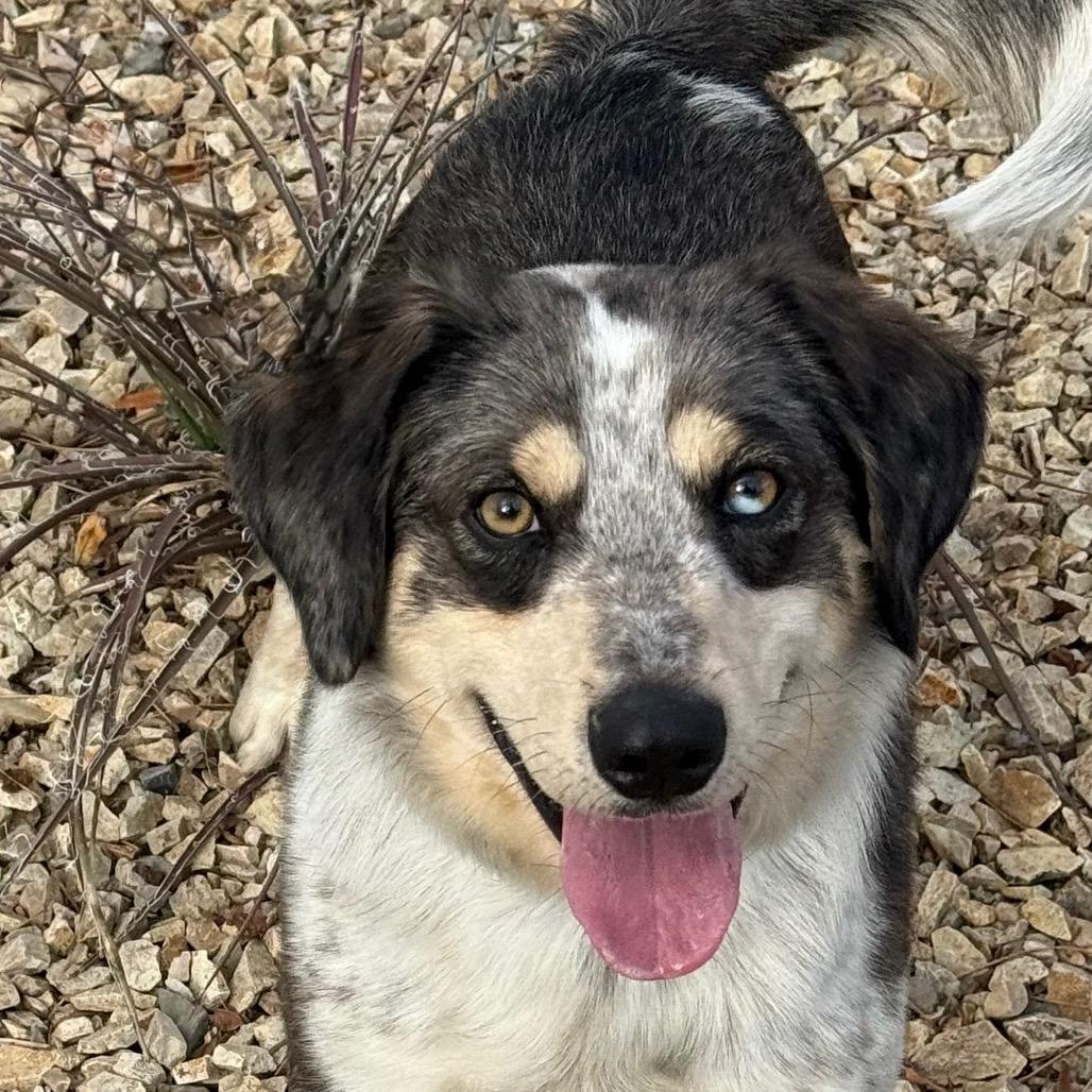 Enlarge Taco, a Adoptable mixed breed in Albuquerque, NM image 1/6