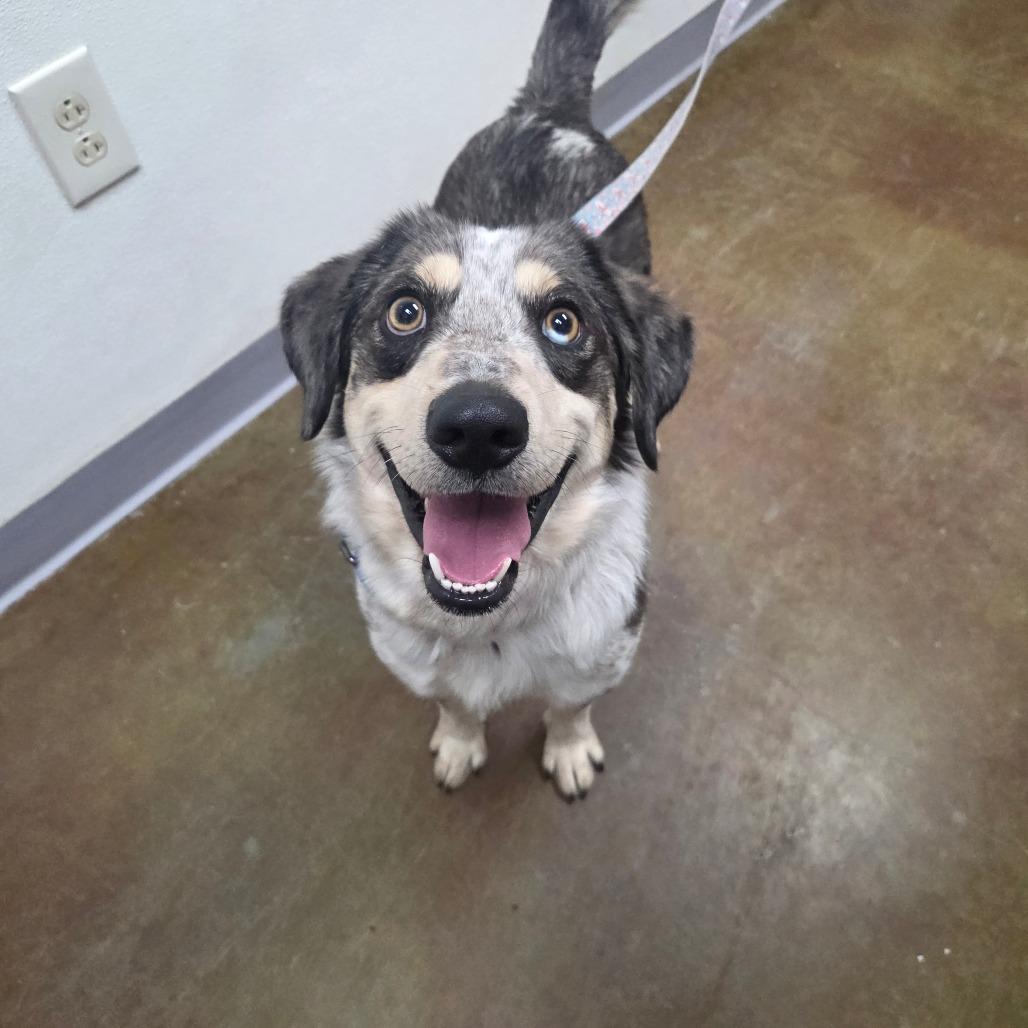 Enlarge Taco, a Adoptable mixed breed in Albuquerque, NM image 3/6