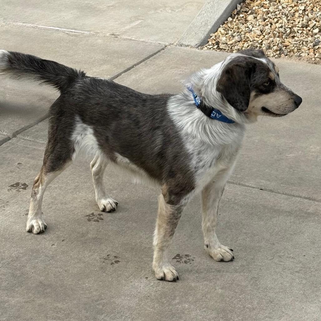 Enlarge Taco, a Adoptable mixed breed in Albuquerque, NM image 4/6