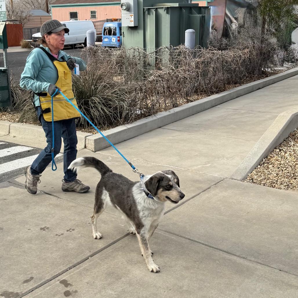 Enlarge Taco, a Adoptable mixed breed in Albuquerque, NM image 5/6