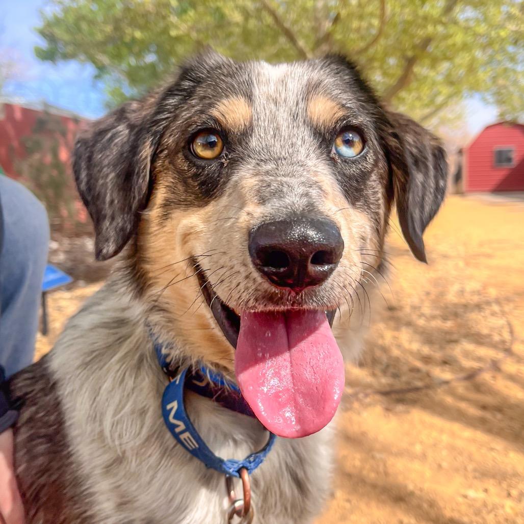 Enlarge Taco, a Adoptable mixed breed in Albuquerque, NM image 6/6