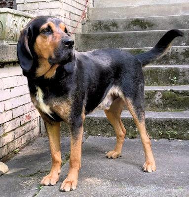 Arlo (GA), a ADOPTABLE Bloodhound in Ranger, GA image 4/4
