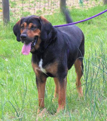 Arlo (GA), a ADOPTABLE Bloodhound in Ranger, GA image 2/4