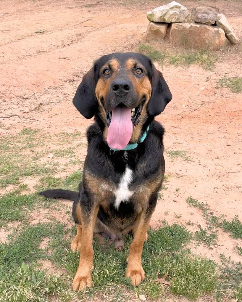 Arlo (GA), a ADOPTABLE Bloodhound in Ranger, GA image 6/6