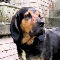 Arlo (GA), ADOPTABLE, Young Male Bloodhound.