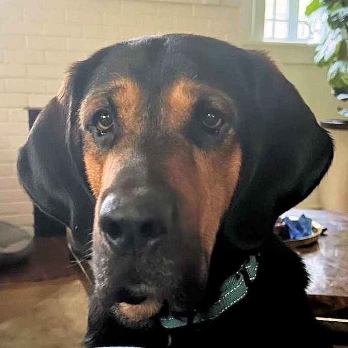 Arlo (GA), a ADOPTABLE Bloodhound in Ranger, GA image 1/6