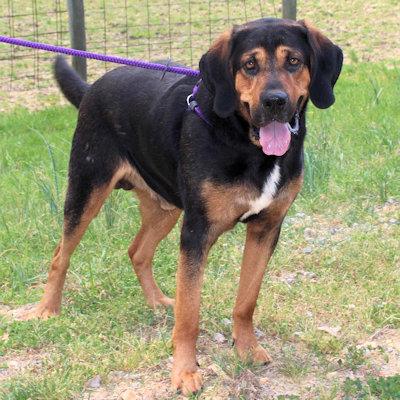 Arlo (GA), a ADOPTABLE Bloodhound in Ranger, GA image 3/4