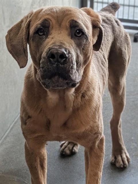 Enlarge MAGNOLIA, a Adoptable Cane Corso in Downey, CA image 1/1