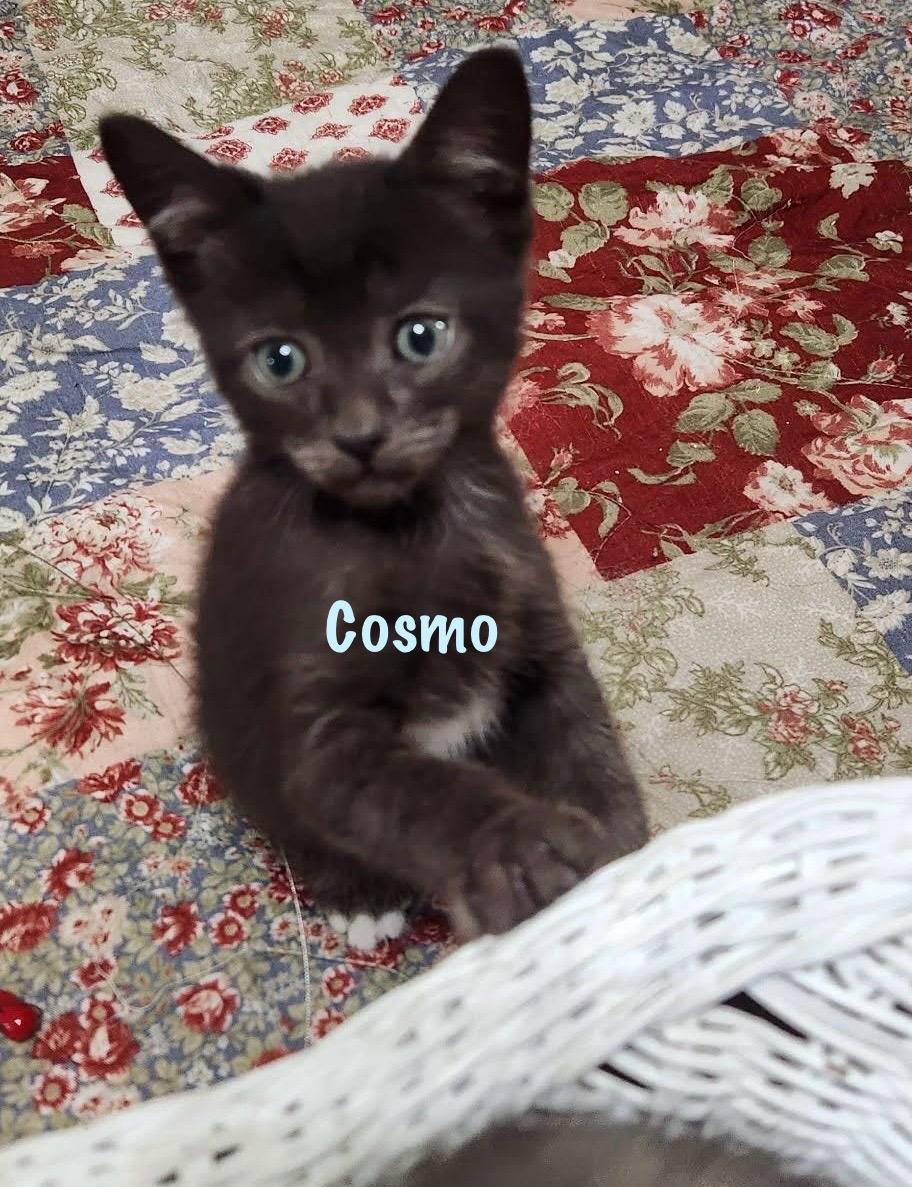 Cosmo & Fruitloops thumbnail 2