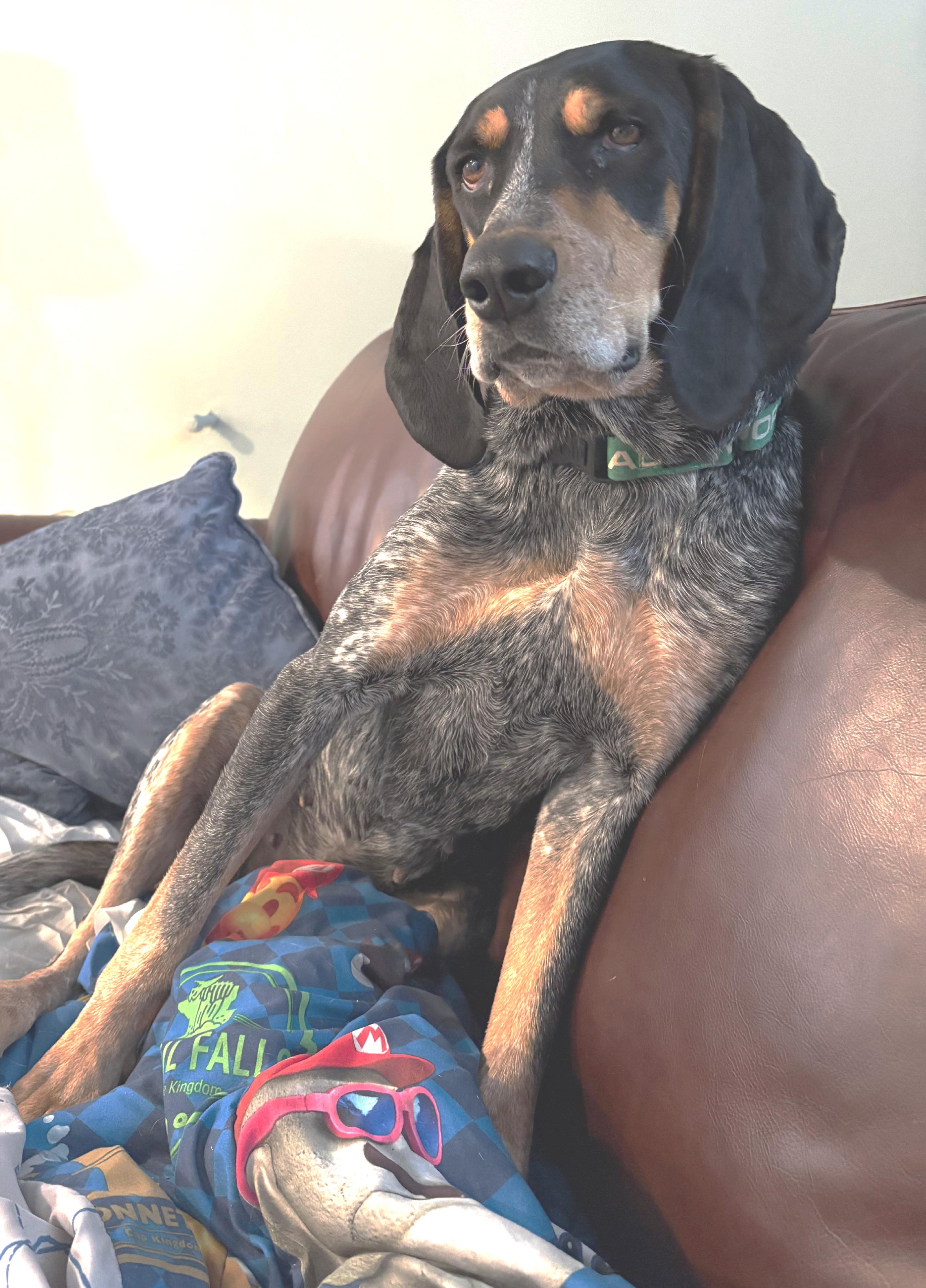 Enlarge Gracie, a ADOPTABLE Bluetick Coonhound in Lexington, MA image 4/5
