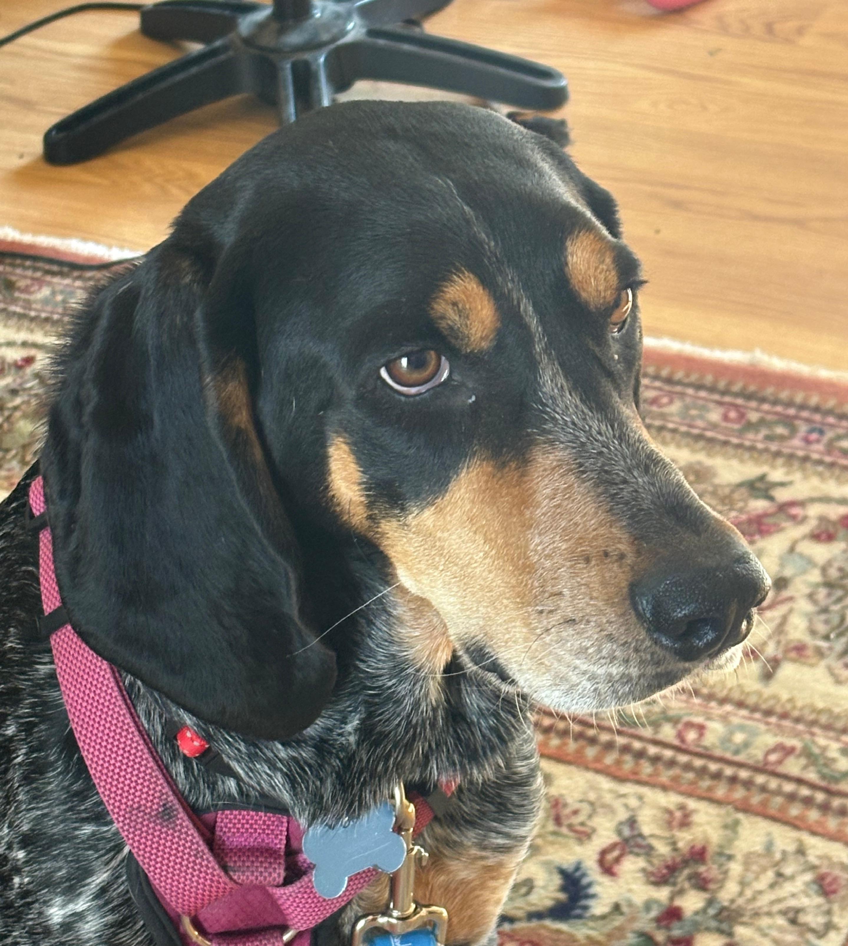 Gracie, ADOPTABLE, Adult Female Bluetick Coonhound.