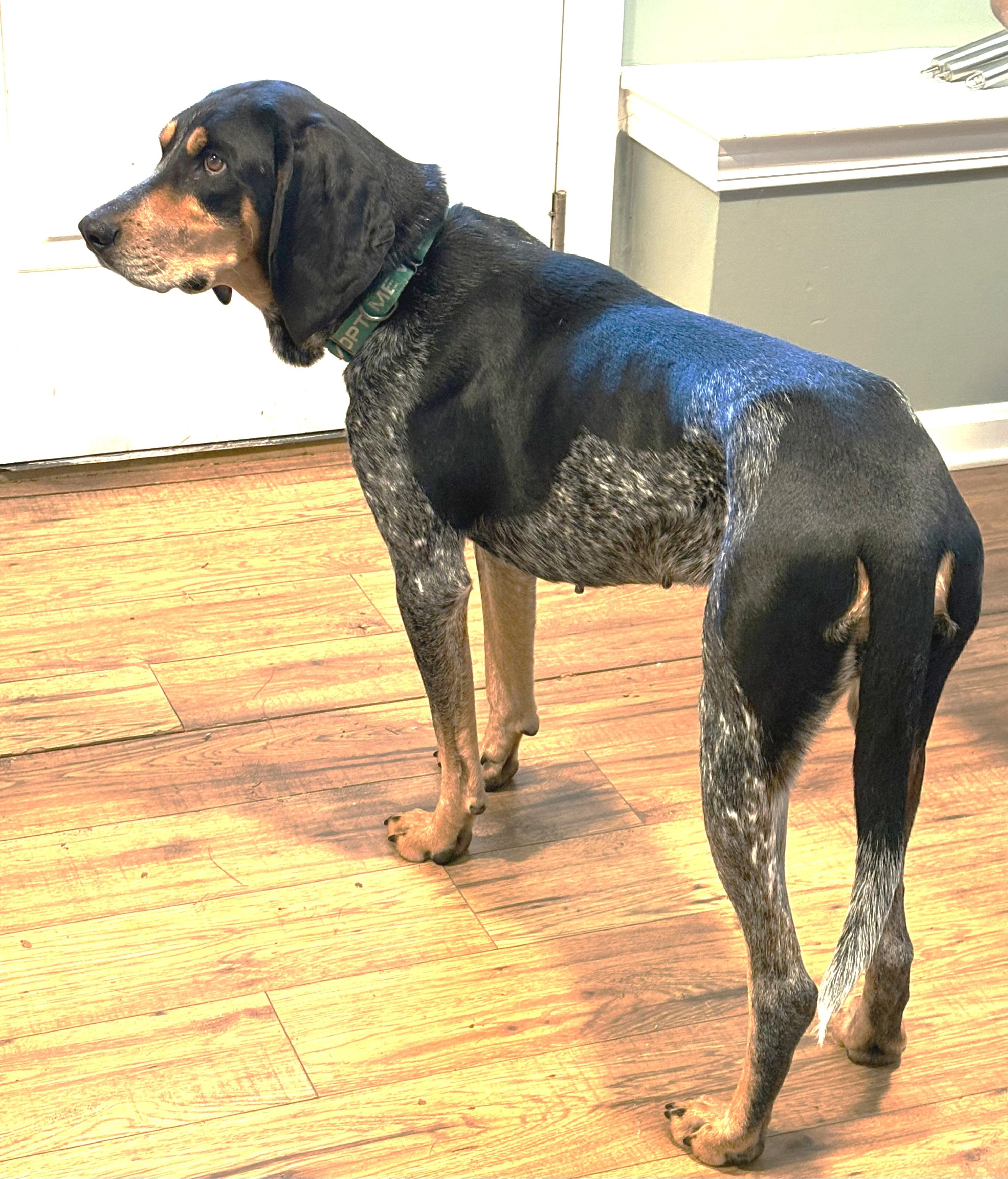 Enlarge Gracie, a ADOPTABLE Bluetick Coonhound in Lexington, MA image 2/5