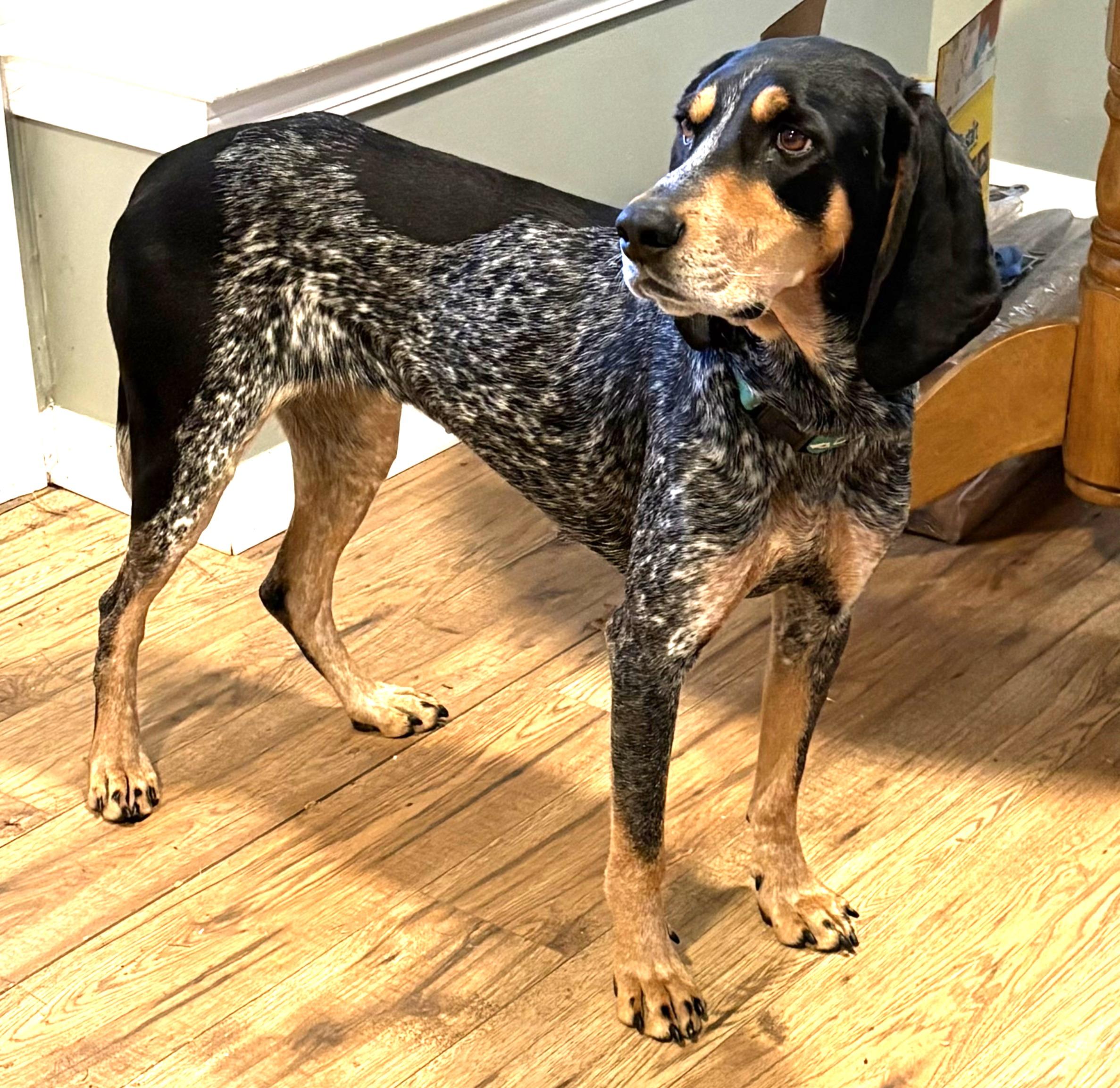Enlarge Gracie, a ADOPTABLE Bluetick Coonhound in Lexington, MA image 3/5