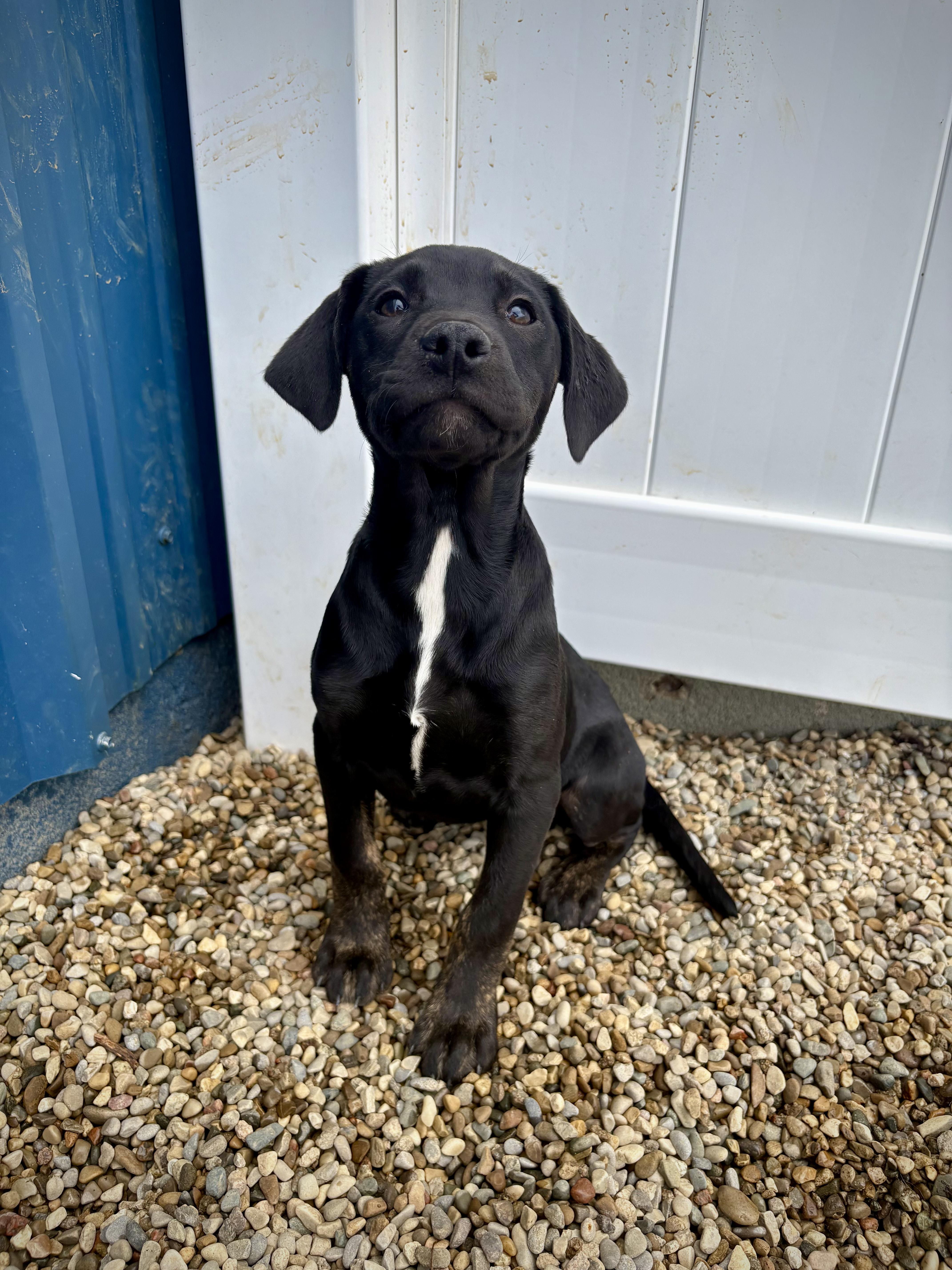 Enlarge Twister, an adopted mixed breed in Kalamazoo, MI image 5/6