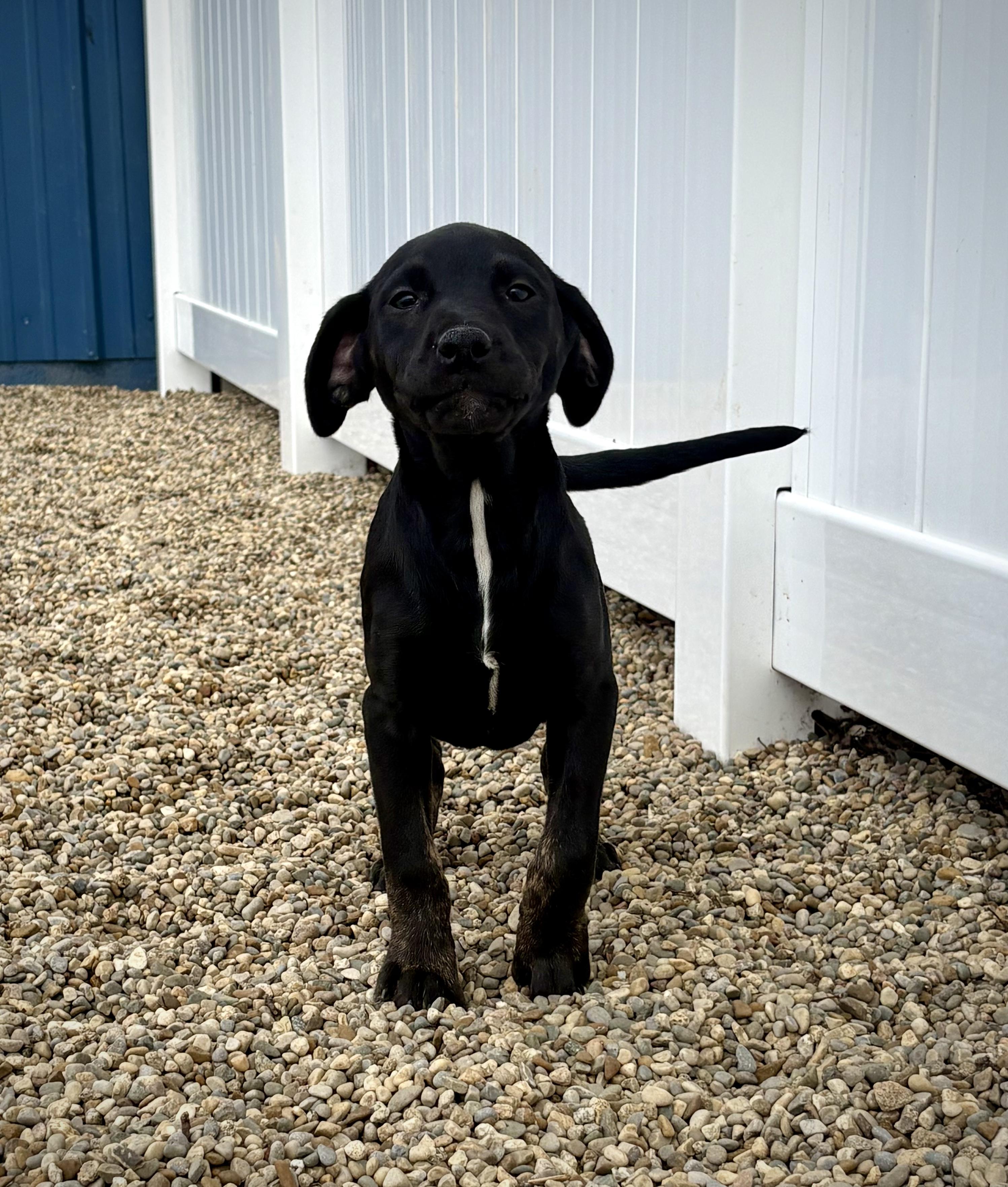 Enlarge Twister, an adopted mixed breed in Kalamazoo, MI image 3/6